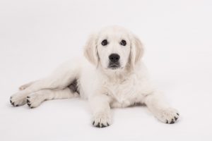 Golden Retriever Prijs Alles Over De Prijzen Voor Het Kopen