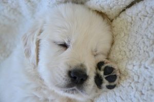 Maak leven operatie gebed Golden retriever kopen - In Nederland - Pup met stamboom