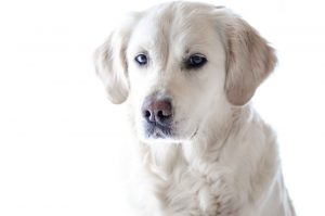 Golden Retriever kleuren - Alles over de verschillende en ...