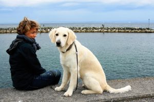 golden retriever karakter