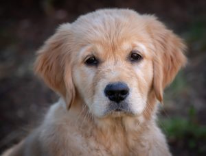 Golden Retriever blog - Alles over het opvoeden