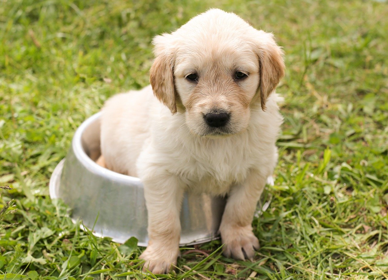 Golden retriever pups te koop - Waar rekening mee houden?